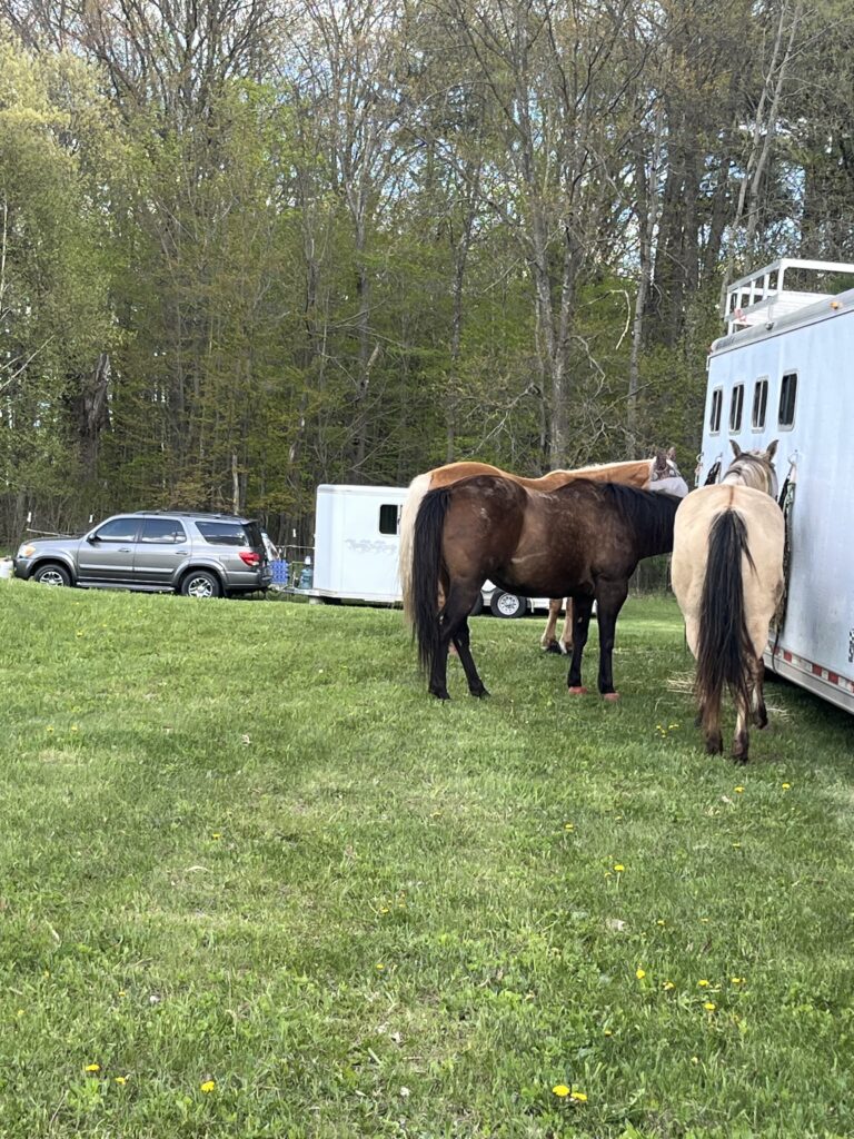 horses at trail ride campsites